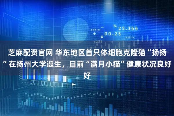 芝麻配资官网 华东地区首只体细胞克隆猫“扬扬”在扬州大学诞生，目前“满月小猫”健康状况良好